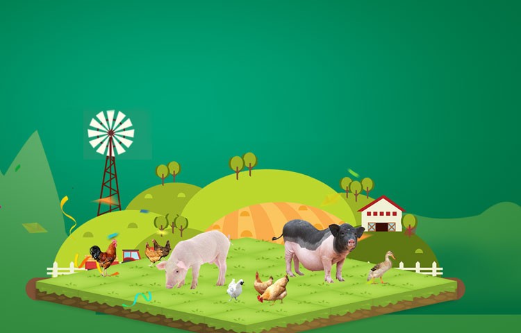 亚星娱乐养殖成本更低、更赚钱，做高性价比饲料领导者