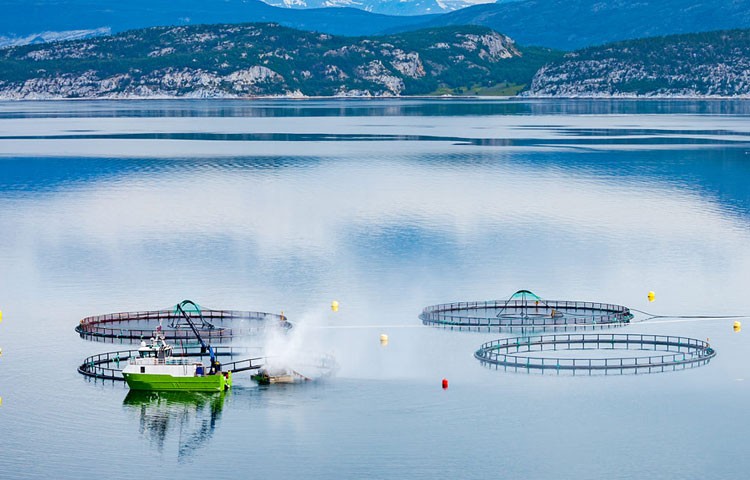 亚星娱乐养殖成本更低、更赚钱